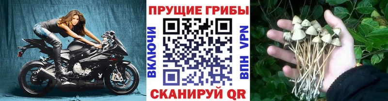 Псилоцибиновые грибы Psilocybine cubensis  Вельск 
